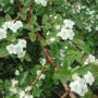 Meidoornhaag (Crataegus monogyna) bloemen